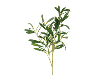 Gałązka oliwna, 91 cm