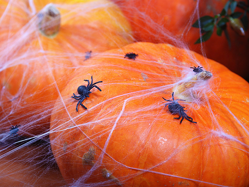 Plastikowe pająki czarne - zbliżenie na strukturę